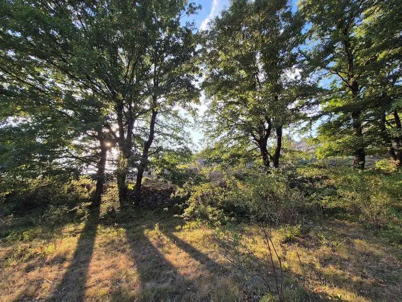 Wald im Gegenlicht